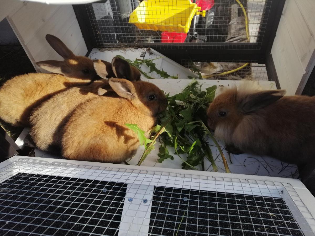Fewo Fabiella Mit Balkon Millstatt am See Zewnętrze zdjęcie
